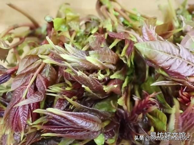 最近香椿很火，很想吃，有朋友能介绍一下具体的吃法做法吗？