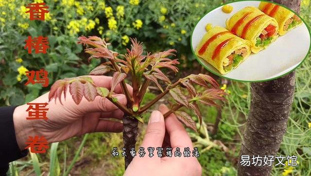 最近香椿很火，很想吃，有朋友能介绍一下具体的吃法做法吗？