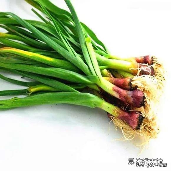 蒜苔为什么有红帽和白帽之分?买蒜苔该怎么选?