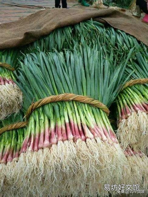 蒜苔为什么有红帽和白帽之分?买蒜苔该怎么选?
