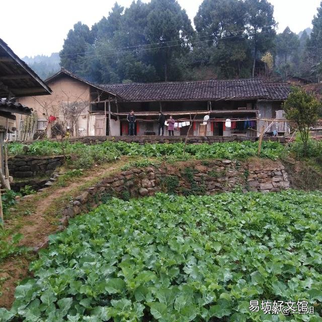 在农村有哪些菜农民不愿意吃,而城市却卖得很贵很受欢迎?