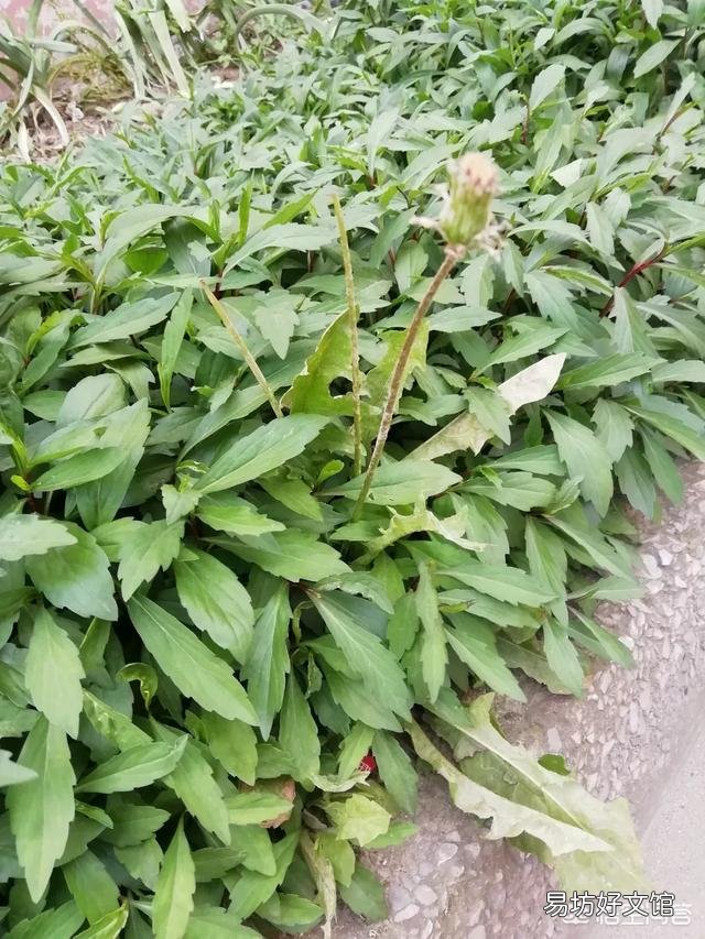在农村有哪些菜农民不愿意吃,而城市却卖得很贵很受欢迎?