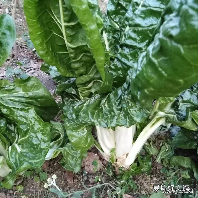 在农村有哪些菜农民不愿意吃,而城市却卖得很贵很受欢迎?