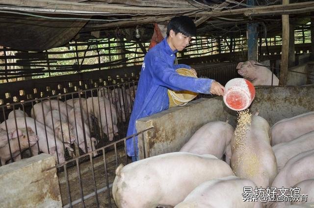 为什么常听长辈说现在的肉没有肉味，以前的肉到底是什么味道？