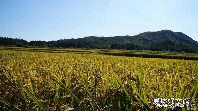 东北大米哪个牌子好,5元1斤的大米哪个牌子的好?