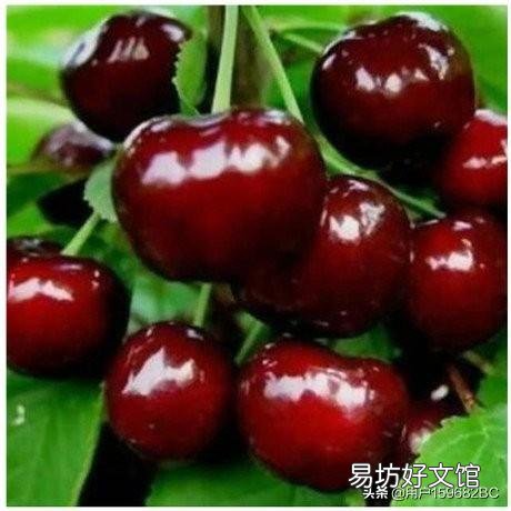 樱桃几年才结果子？只种一颗樱桃会结果子吗？