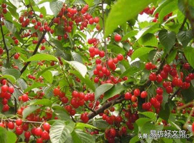 樱桃几年才结果子？只种一颗樱桃会结果子吗？