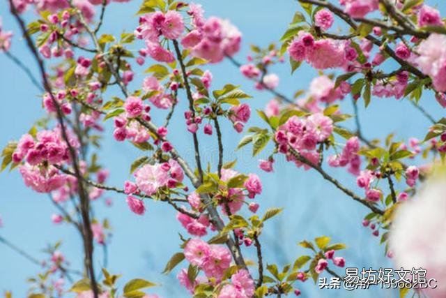 樱桃几年才结果子？只种一颗樱桃会结果子吗？