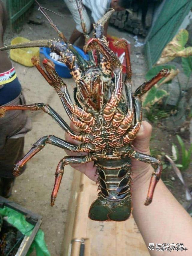 非洲人为何不爱吃海鲜？