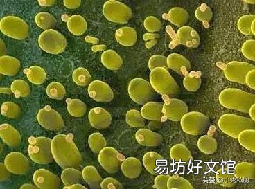 泡打粉与酵母粉能一起放吗?为什么?