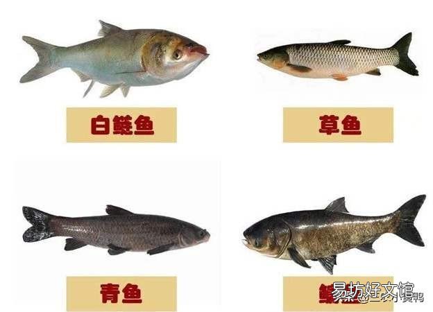 养殖的四大家鱼为什么没有鱼卵?