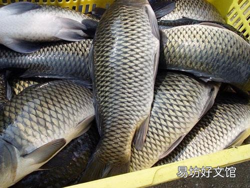 养殖的四大家鱼为什么没有鱼卵?