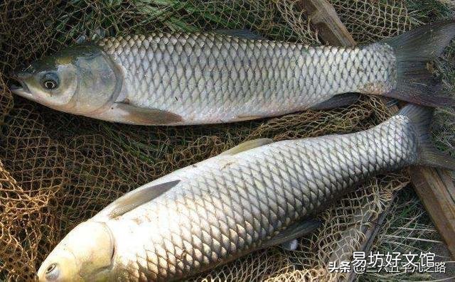 养殖的四大家鱼为什么没有鱼卵?