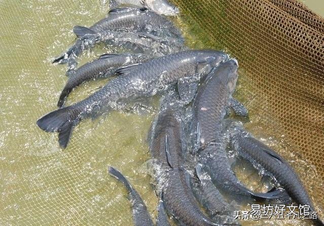 养殖的四大家鱼为什么没有鱼卵?