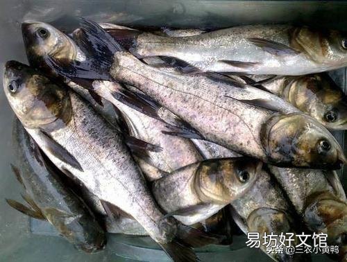 养殖的四大家鱼为什么没有鱼卵?