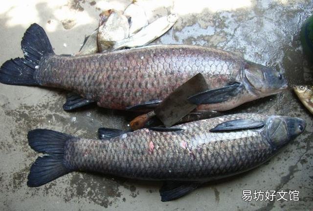 养殖的四大家鱼为什么没有鱼卵?