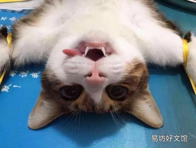 母猫绝育后注意事项 母猫绝育后需要注意什么