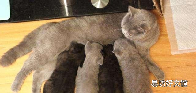 猫咪发情一般多久?猫咪发情大概需要多久?