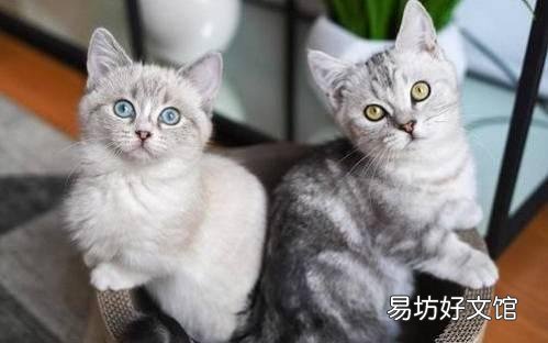 猫咪发情一般多久?猫咪发情大概需要多久?