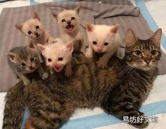 猫咪发情一般多久?猫咪发情大概需要多久?