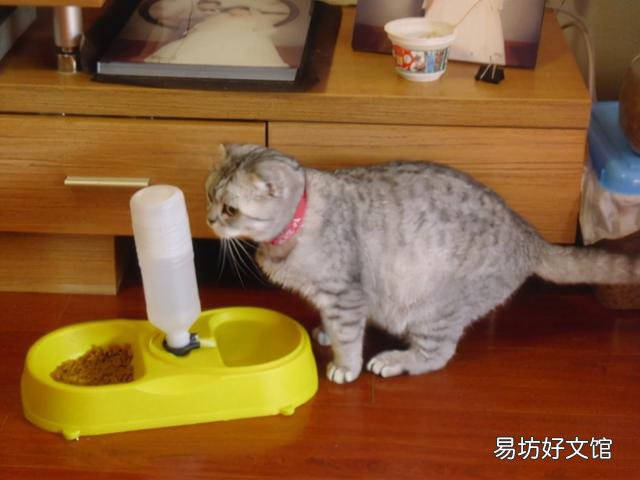 猫咪发情一般多久?猫咪发情大概需要多久?