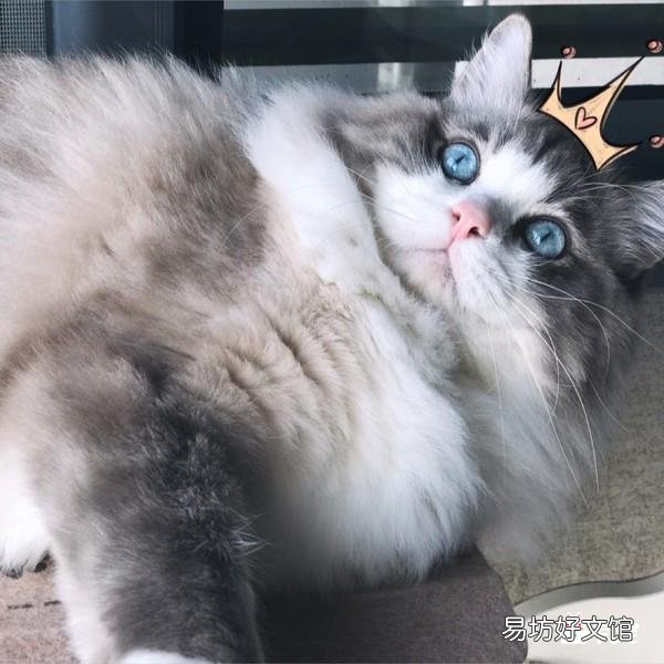 公猫发情乱尿?公猫乱尿怎么办?