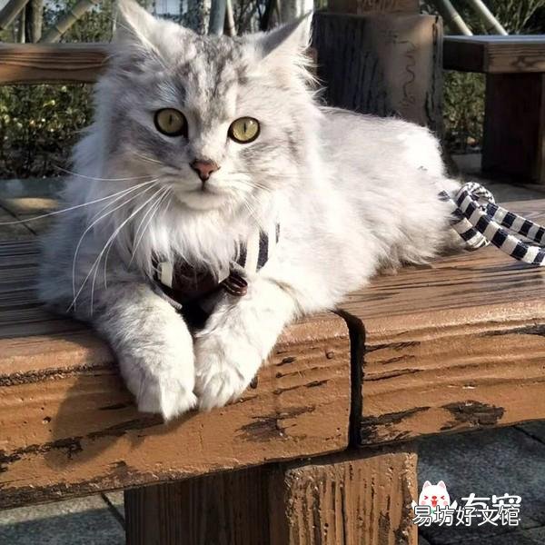 公猫发情乱尿?公猫乱尿怎么办?