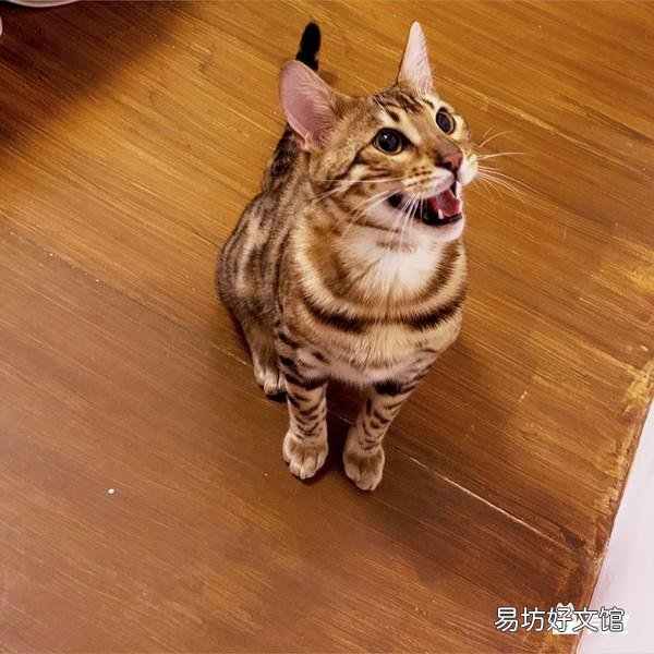 公猫发情乱尿?公猫乱尿怎么办?