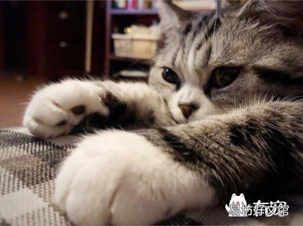 公猫发情乱尿?公猫乱尿怎么办?
