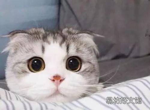 折耳猫发病几率?折耳猫发病几率高吗?