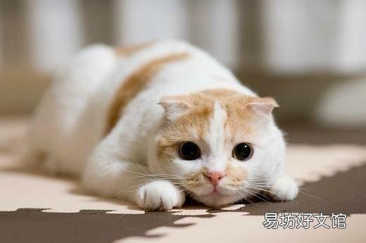 折耳猫发病几率?折耳猫发病几率高吗?