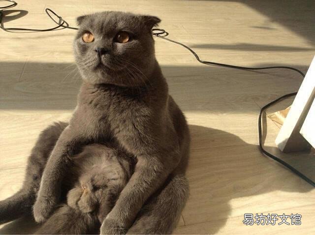 折耳猫发病几率?折耳猫发病几率高吗?
