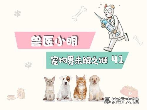 折耳猫发病几率?折耳猫发病几率高吗?