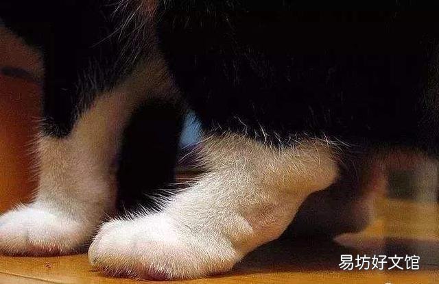 折耳猫发病几率?折耳猫发病几率高吗?