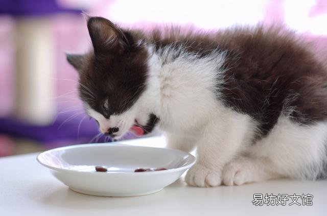猫喜欢什么?猫喜欢什么玩具?