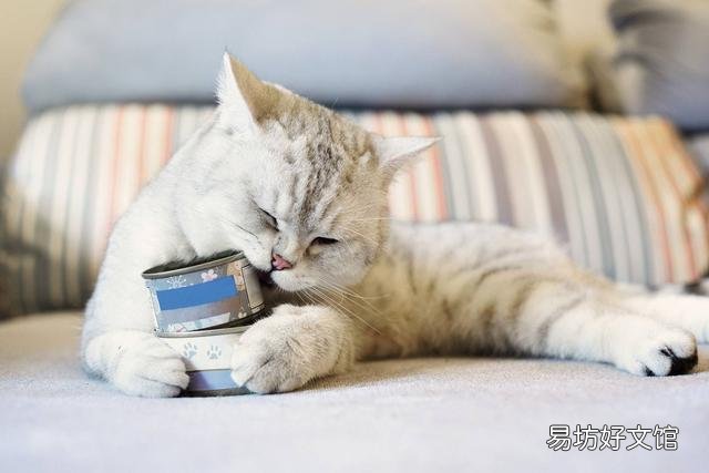 猫喜欢什么?猫喜欢什么玩具?