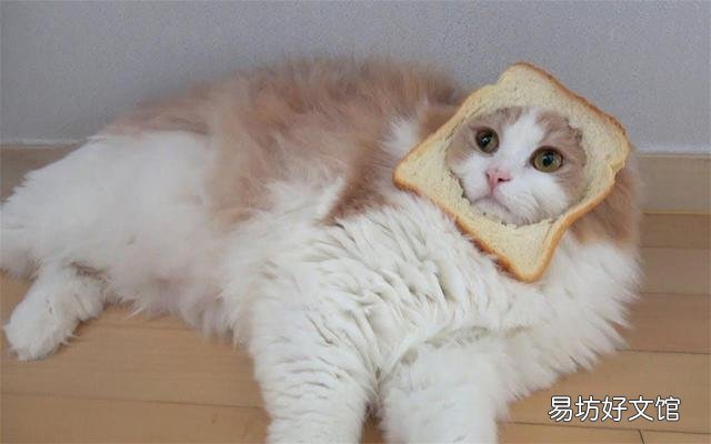 猫喜欢什么?猫喜欢什么玩具?