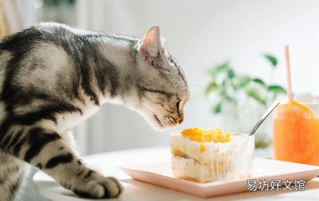 猫喜欢什么?猫喜欢什么玩具?