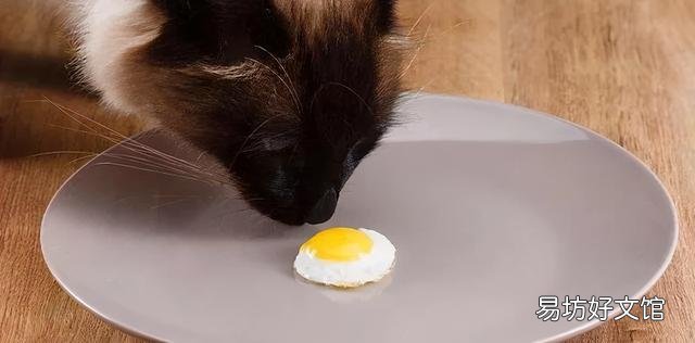 猫喜欢什么?猫喜欢什么玩具?