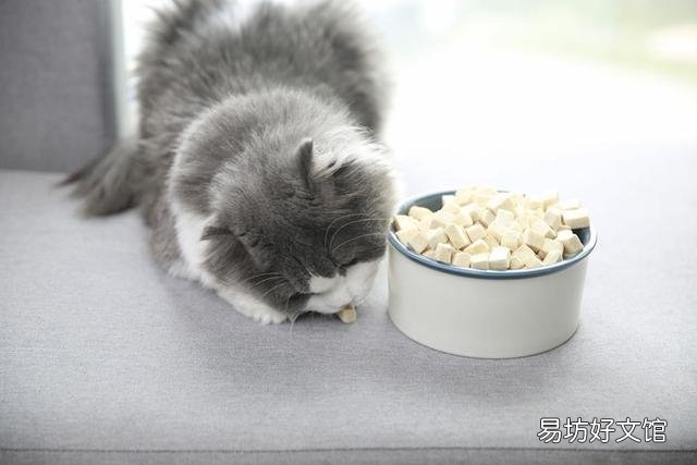 猫喜欢什么?猫喜欢什么玩具?