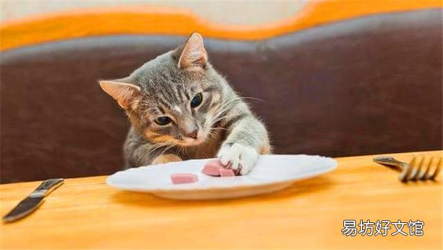 猫喜欢什么?猫喜欢什么玩具?