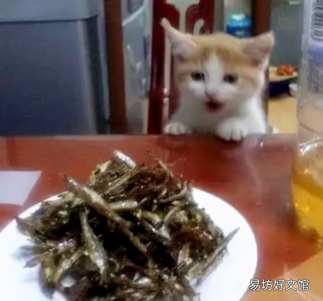 猫喜欢什么?猫喜欢什么玩具?