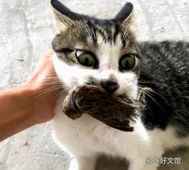 猫喜欢什么?猫喜欢什么玩具?