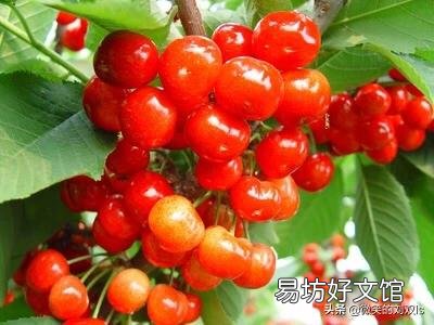大樱桃什么品种最值钱?
