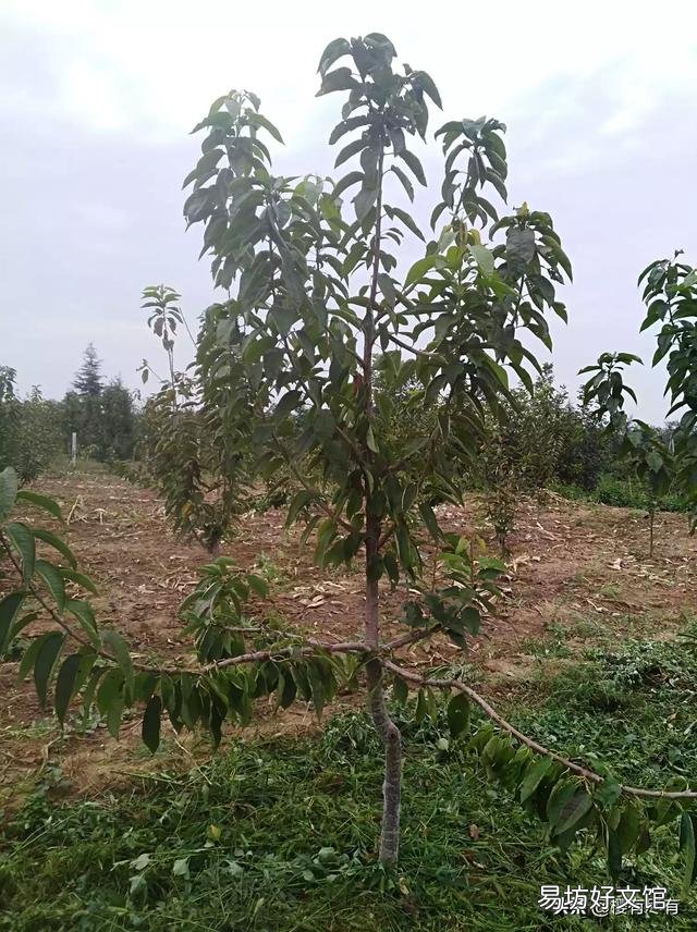 大樱桃什么品种最值钱?