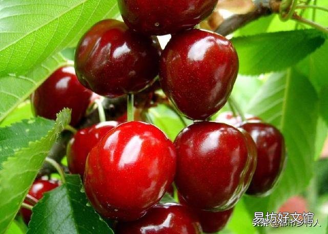 大樱桃什么品种最值钱?