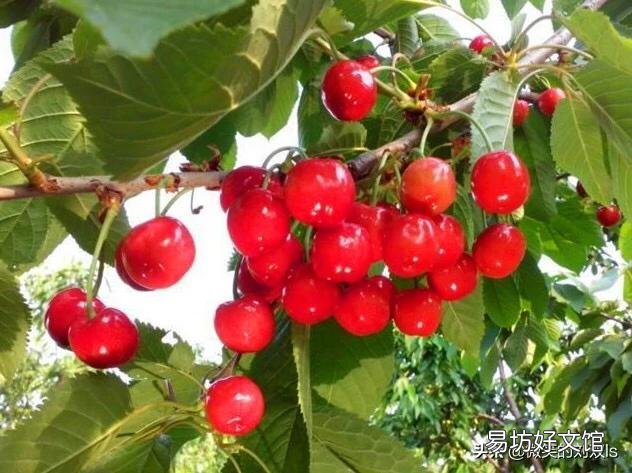 大樱桃什么品种最值钱?