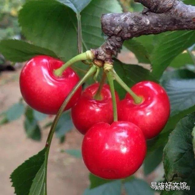 大樱桃什么品种最值钱?