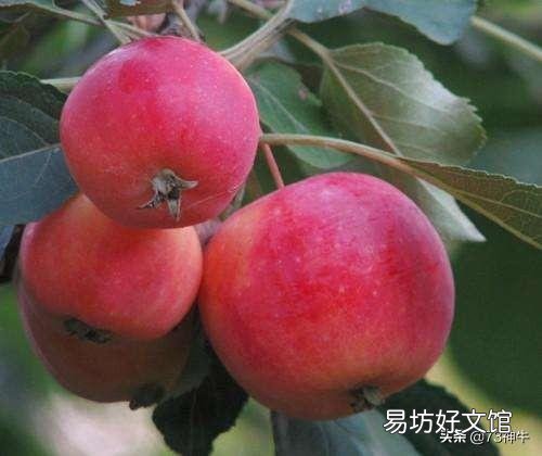 蒙古国产什么水果?