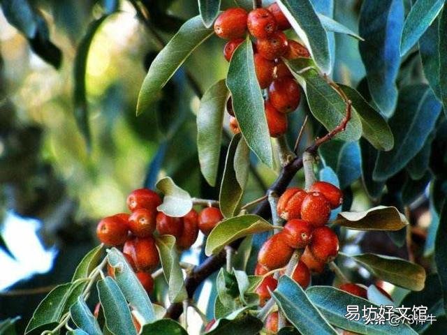 蒙古国产什么水果?